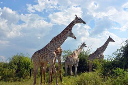 National Park Boswana