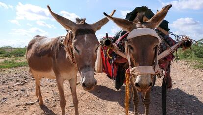 Dos de los burros de esta aldea etíope a los que vigilan los satélites.