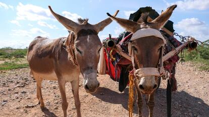 Dos de los burros de esta aldea etíope a los que vigilan los satélites.