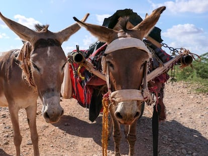 Dos de los burros de esta aldea etíope a los que vigilan los satélites.