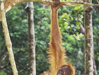 Un orangután en la selva de Sumatra.