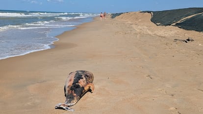 Uno de los cetáceos muertos en las playas de la zona.
