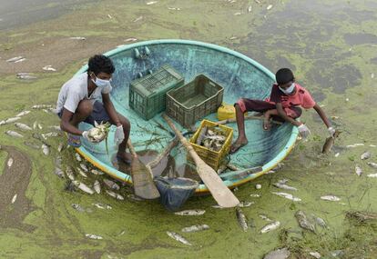 Pescadores indios recogen peces muertos en el lago Fandi en Sangreddy, India.