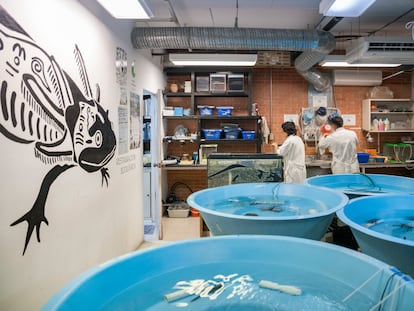 Bathtubs in UNAM’s axolotl lab, where the creatures are bred and their behavior in captivity studied.