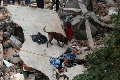 Un perro rescatador busca a supervivientes entre los escombros de un edificio colapsado en Ciudad de México, el 19 de septiembre de 2017.  