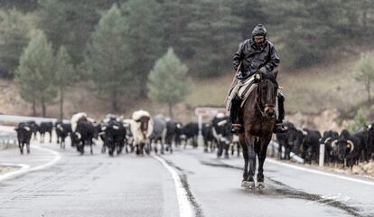 Uno de los vaqueros, al frente de las reses bravas por una carretera secundaria.