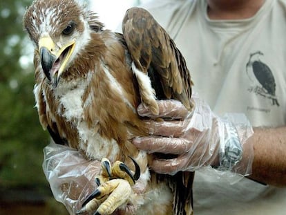 Un ornitólogo sujeta un pollo de águila imperial.