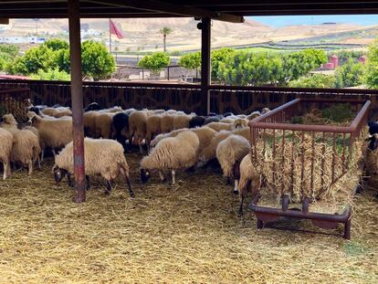 OVEJAS CANARIAS / CAPEL