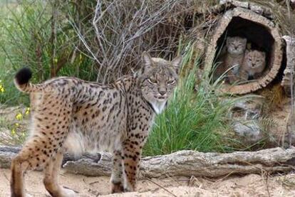 Una de las hembras de lince que crían en cautividad en Doñana.