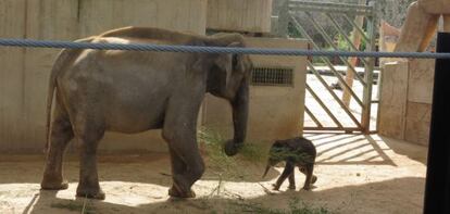 El cachorro de elefante junto a su madre.