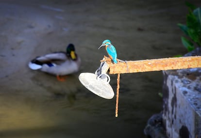 Dentro de las nuevas especies aparecidas en el margen del río se puede llegar a ver este martín pescador pendiente de alguna cría de pez para lanzarse en picado. Este ave es de pequeño tamaño, con un plumaje espectacular a base de tonos azules, verdosos o turquesas, con un brillo metálico en la zona dorsal y anaranjado en la ventral. La cabeza grande para su tamaño y con pico alargado y negro. Tiene la garganta y las mejillas blancas, y las patas y la cola cortas, de color rojo. Es una especie ligada normalmente a cursos medios y bajos de arroyos y ríos con presencia de peces y cierta calidad de aguas. También suele estar presente en estanques y lagos, acequias y charcas o humedales con vegetación palustre. Necesita de la existencia de taludes arenosos donde nidificar.