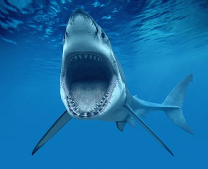 Ejemplar de tiburón blanco.