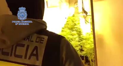 Un policía nacional, durante la intervención de la plantación de marihuana en Granada. 
