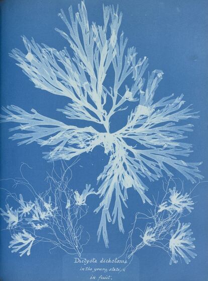 'Plate 55–Dictyota dichotoma, on the young state and in fruit', fotografía de 
'British Algae: Cyanotype Impressions' (1853), volumen 1.