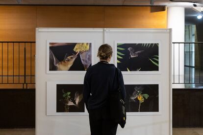 Una participante en el Congreso sobre murciélagos, en la exposición de fotos sobre estos animales en el marco del encuentro. 