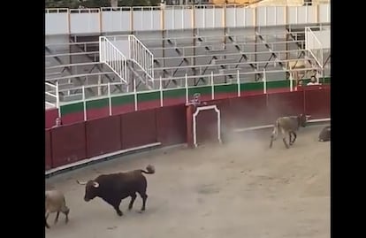 Toro Barbastro