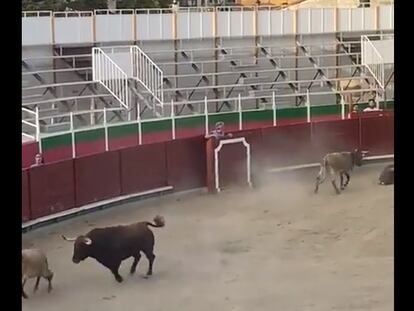 Un toro embistiendo a becerros en Barbastro (Huesca), este miércoles, en una captura de Twitter.