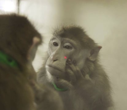 Un macaco mirando una marca en su cara.