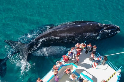 Ballena franca en Argentina