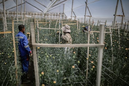 Trabajadores recogen claveles en un granja floricultora, en Sesquile (Colombia), el 7 de febrero.