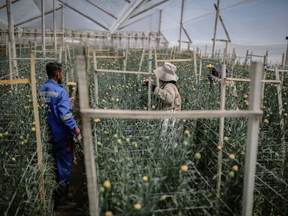 Trabajadores recogen claveles en un granja floricultora, en Sesquile (Colombia), el 7 de febrero.