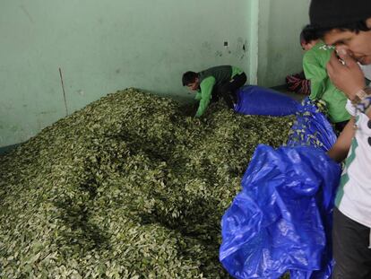 Hojas de coca en un mercado en La Paz, el 7 de marzo de 2017. 