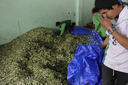 Hojas de coca en un mercado en La Paz, el 7 de marzo de 2017.
