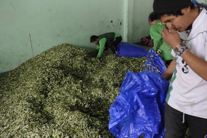 Hojas de coca en un mercado en La Paz, el 7 de marzo de 2017. 