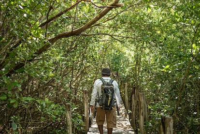 The regeneration of the Dzinitun mangroves, in Celestún, was the pioneering project on the north coast of Yucatán. Started in 2007, the initiative managed to recover a good part of the mangrove cover in this area. This meant that many residents of the community – who were traditionally dedicated to fishing – were able to begin working in ecotourism.