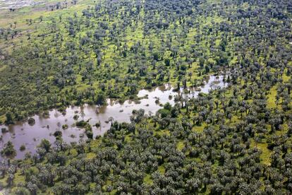 Zona de lagunas y palmeras cerca de Buyumbura (Burundi).