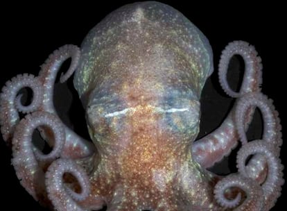 Pulpo antártico localizado por la expedición de científicos en la península Antártica. Las nuevas especies colonizadoras de esta zona, tras el colapso de dos grandes barreras de hielo, aprovechan un mundo prohibido durante 10.000 años.