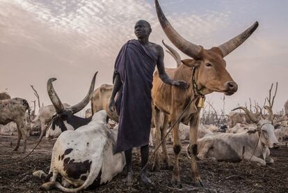 Sudanês da tribo Dinka, perto de suas vacas na primeira hora da manhã em seu acampamento em Mingkaman, no estado de Lagos (Sudão do Sul).