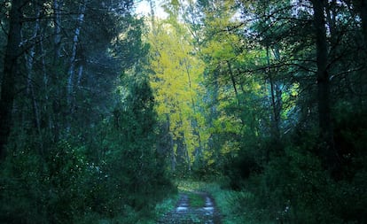 Bosque en Titaguas por el que discurre uno de los senderos de pequeño recorrido de la zona del Alto Turia.