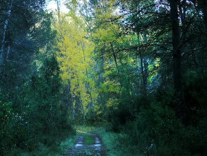 Bosque en Titaguas por el que discurre uno de los senderos de pequeño recorrido de la zona del Alto Turia.