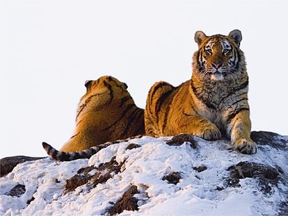 Tigre de Siberia