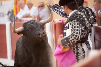 Uno de los toros de Juan Luis Fraile, lidiado en Céret.