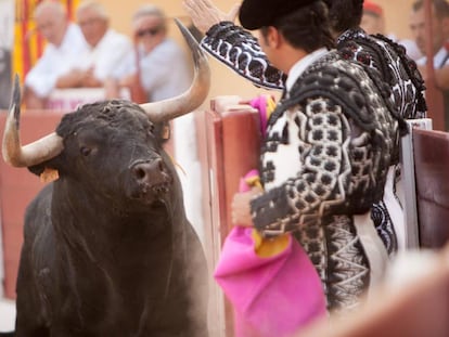 Uno de los toros de Juan Luis Fraile, lidiado en Céret.