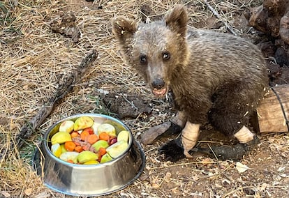 The wounded bear cub, in an image from the Department of the Environment of Castilla y León.