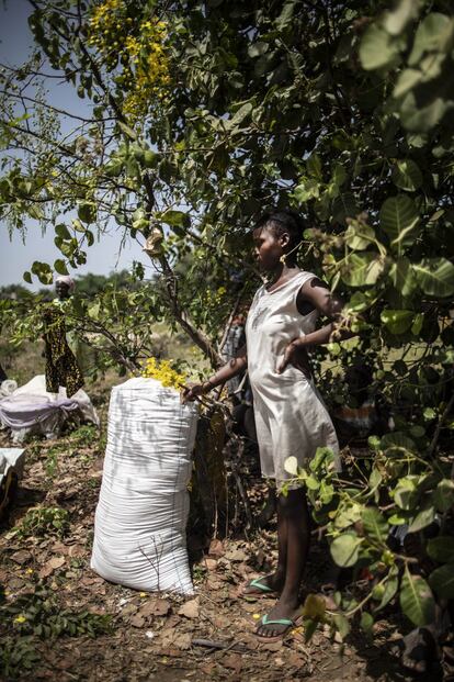 Las mujeres tampoco cuentan con vehículos o carretillas para transportar el producto. Salomé Dos Santos busca apoyos para construir un almacén en el mercado de Quinhamel o incluso Bissau, donde las mujeres puedan almacenar el producto. Pulsa aquí para ir a la fotogalería completa. 