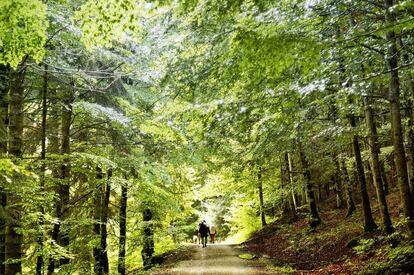 Senderistas en la Selva de Irati, en Navarra. Desde el embalse de Irabia hay caminos balizados que recorren en interior del bosque, como la ruta de los contrabandistas, de unos 10 kilómetros.