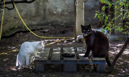 Gatos callejeros. 