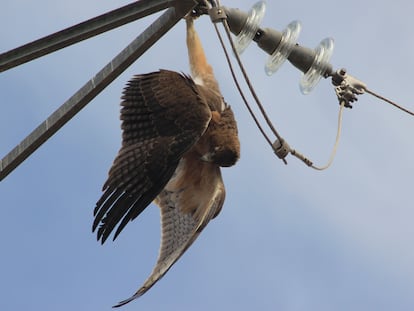 Un águila perdicera colgada de un poste de electricidad tras morir electrocutada.