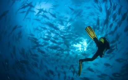 El estand de Murcia en Fitur presentar&aacute; &Aacute;guilas como un destino para practicar el submarinismo.  
 