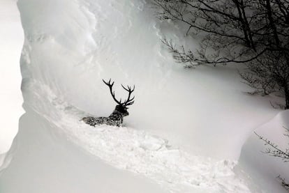 Un ciervo intenta atravesar la nieve acumulada en la localidad leonesa de Soto de Valdeón, donde los efectos del temporal de nieve y frío todavía están afectando a la comarca.