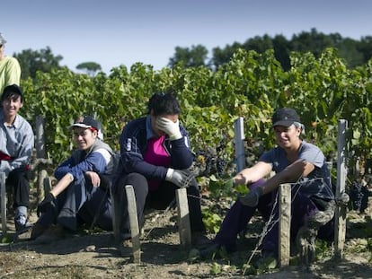 Vendimiadoras espa&ntilde;olas trabajando esta semana en el Chateau  Montrose, pr&oacute;ximo a Burdeos (Francia)