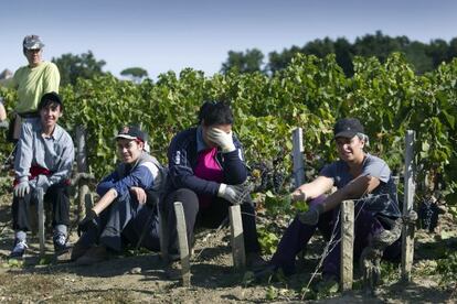 Vendimiadoras espa&ntilde;olas trabajando esta semana en el Chateau  Montrose, pr&oacute;ximo a Burdeos (Francia)