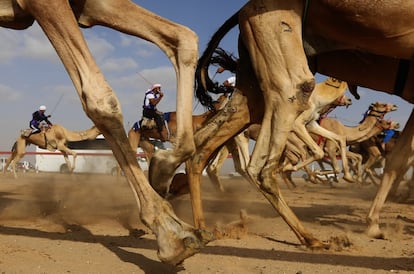 Carrera de camellos durante un festival celebrado en el hipódromo Sweihan en Al-Ain, en las afueras de Abu Dabi, Emiratos Árabes Unidos.