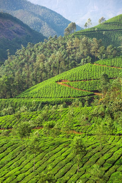 Las plantaciones de té en Munnar, Kerala.