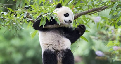Urso panda no zoo de Washington.