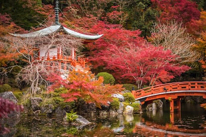 El momiji en Kioto.